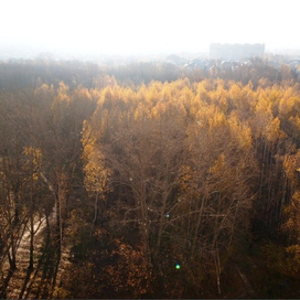 Ноксинский Лес Восток