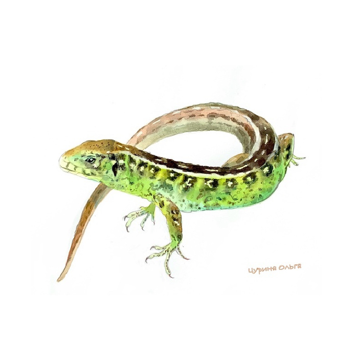 Ящерка из рассказа Ю. Коваля «Фарфоровые колокольчики