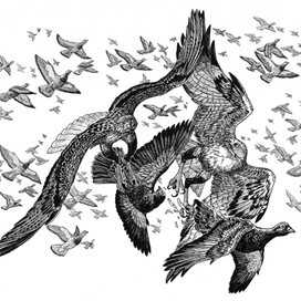 Как у Ганга у реки объявились канюки...