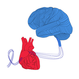 Сердце и мозг