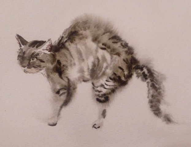 Одноглазый кот