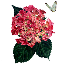 Гортензия Бабочка Ботаническая иллюстрация 