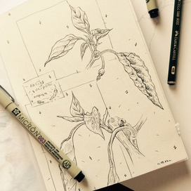 Ботанический скетч. Графика.