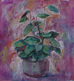 комнатное растение