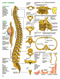 анатомия человека. позвоночник