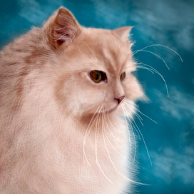 Пушистый кот