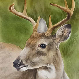 Иллюстрация Олень