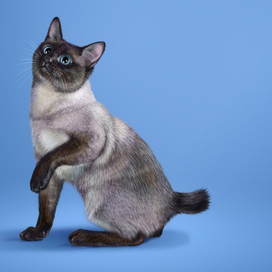 Меконгский бобтейл