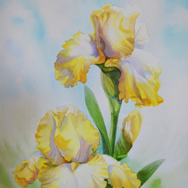 Желтые ирисы