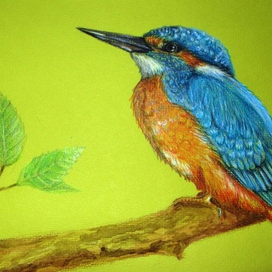 Птицы, книжная графика