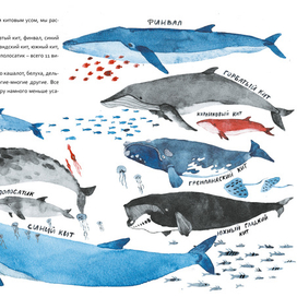 Усатые киты