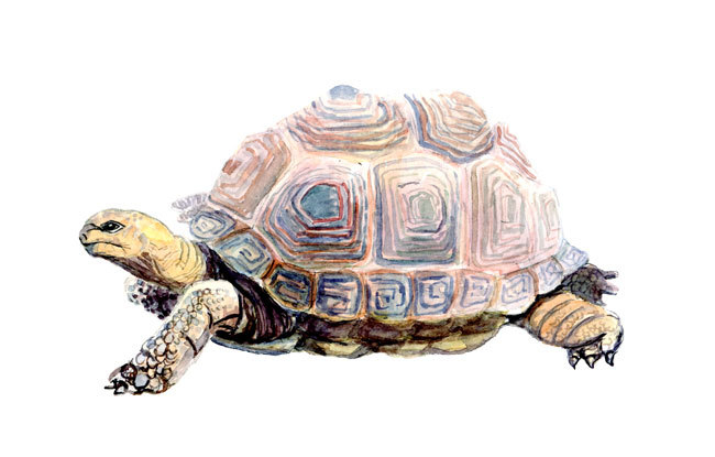 Галапогосская черепаха