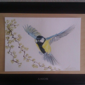 синичка - это пухлый маленький орел )