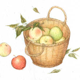 Корзина яблок.