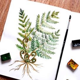 ботаническая иллюстрация