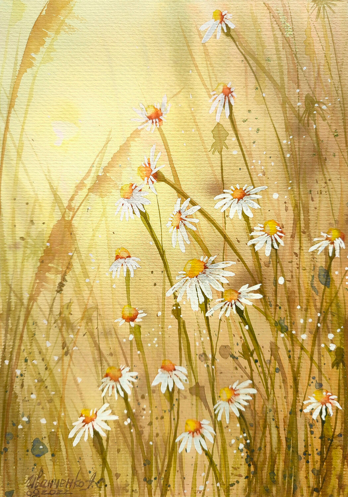 Мелкие полевые ромашки