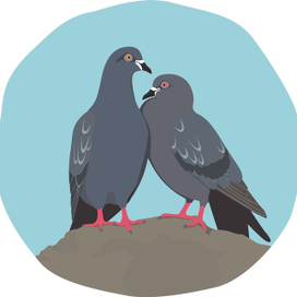 Голуби
