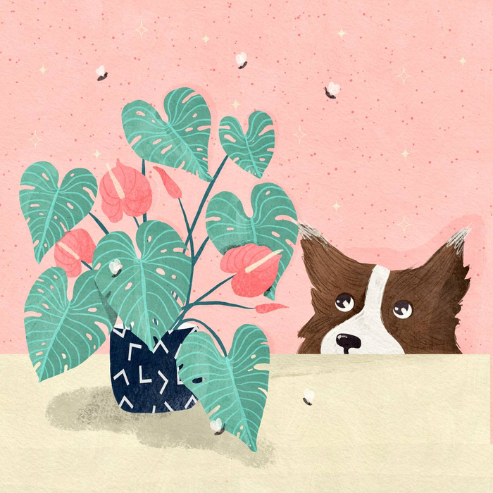 Любопытство