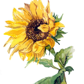 Цветок солнца