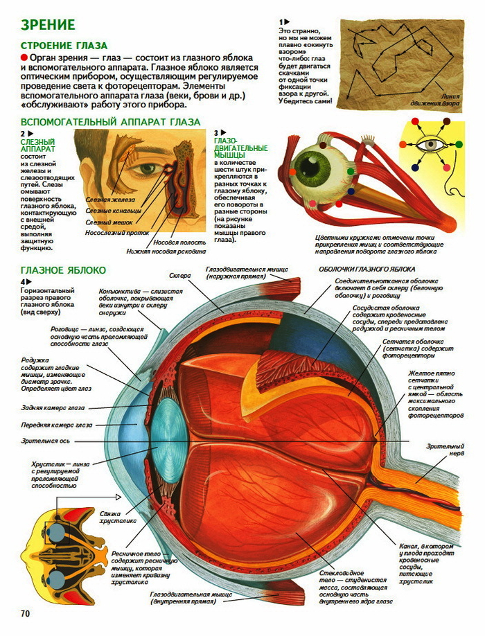 анатомия человека. зрение