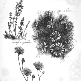 Ботанические иллюстрации.