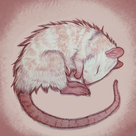 У меня был крыс