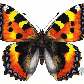 Крапивница