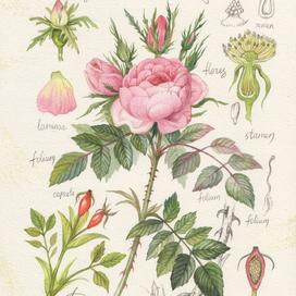 чайная роза