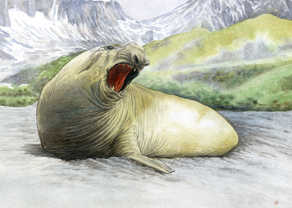 Морской  слон.