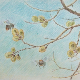 ива зацвела