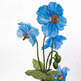 «Гималайский голубой мак»