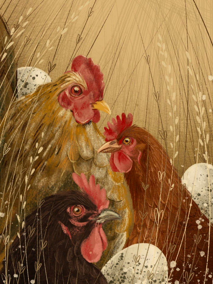 Эти прекрасные курицы!!!