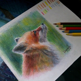 Лиса цветными карандашами