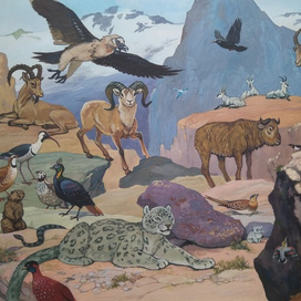 илл. из книги "На поиски животных" (Горы Средней Азии)