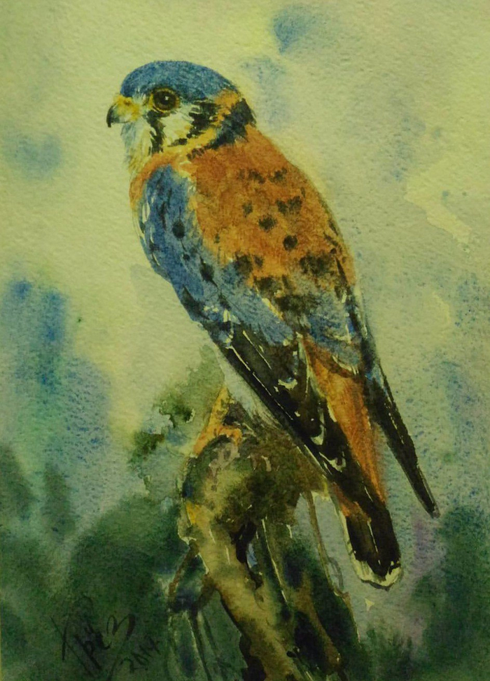 американская пустельга