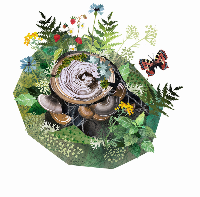 Лесной пенёк