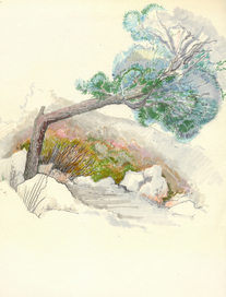 Сосна в Воронцовском парке