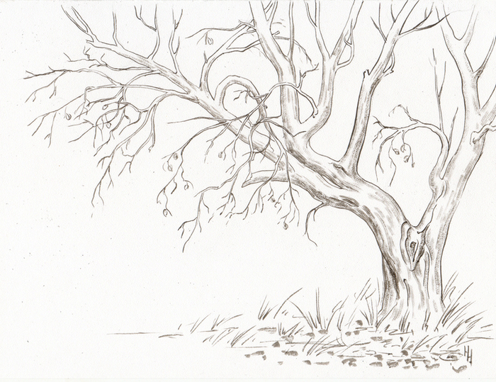 Старая яблоня