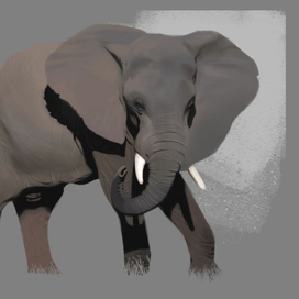 Стадик слона