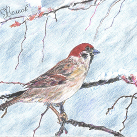 Воробьишка.