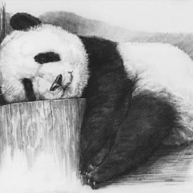 Мишка Панда