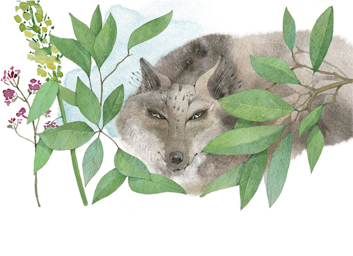 "Совиный волк"