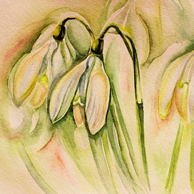 подснежники