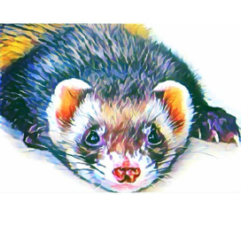 "Ferret"