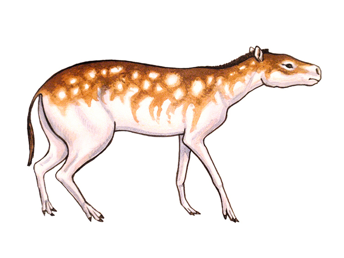 Гиракотерий (для детского журнала)