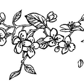 Цветущая вишня