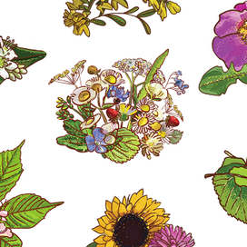 Медовые растения