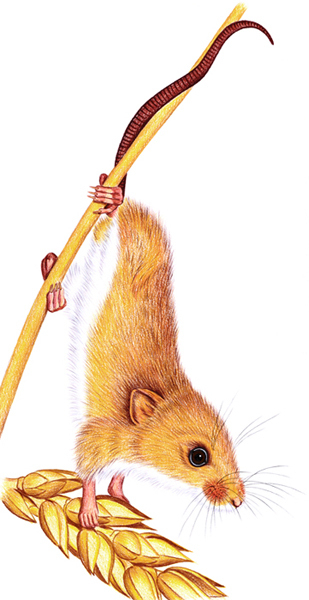 мышь-малютка