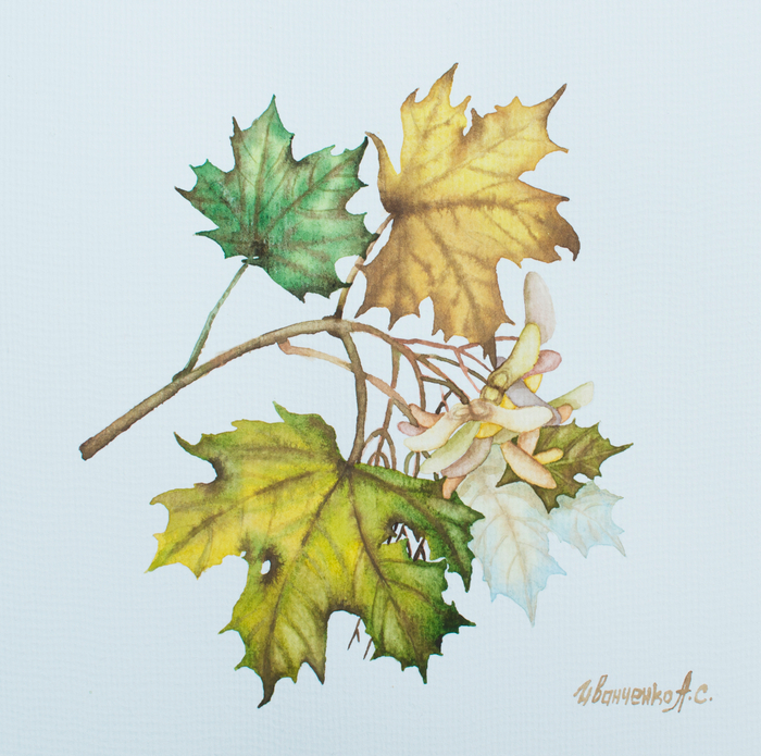 Акварель Кленовая ветвь