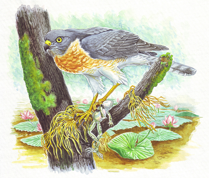 l'Asiate ñ françaises mœurs